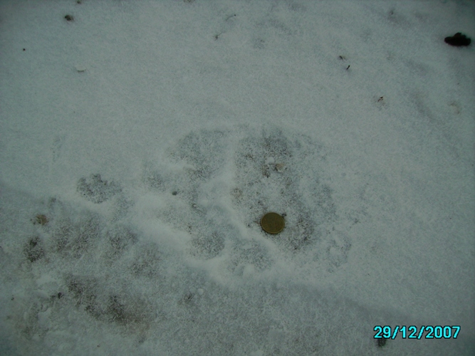 Spet sm mal po hribih hodil pa sm naletel na takale stopinje kaj bi to lahko blo??