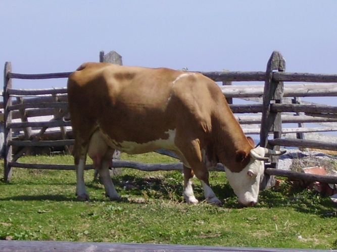 Evo še moj poletni utrinek .